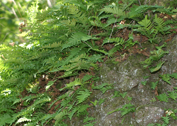 Gewöhnlicher Tüpfelfarn (Polypodium vulgare) - © Emanuel Trummer